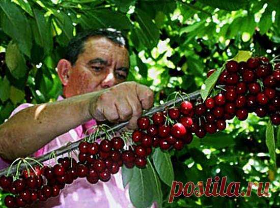 Одноклассники