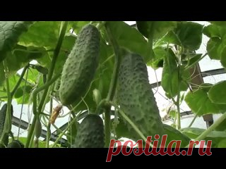Подкормка Огурцов Народными Средствами 3 Работающих Рецепта
