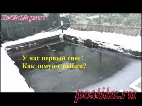 У нас первый снег! Как зимуют рыбки? ХоббиМаркет