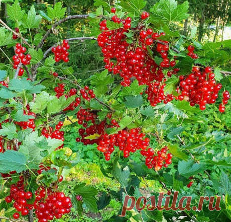 Дала старой смородине вторую жизнь, урожай раздаю родственникам
Мне достался потрясающий дачный участок с плодоносящими яблонями, сливами и грушей в прошлом году по наследству. Вот только кусты смородины были сильно запущены. Но я не отчаялась. Решила восстановить её к этому лету. Результат вышел ошеломительный! Такого урожая смородины я еще не видела нигде! Смородина на моем участке. Смородина на моем участке. Что я сделала […]
Читай пост далее на сайте. Жми ⏫ссылку выше