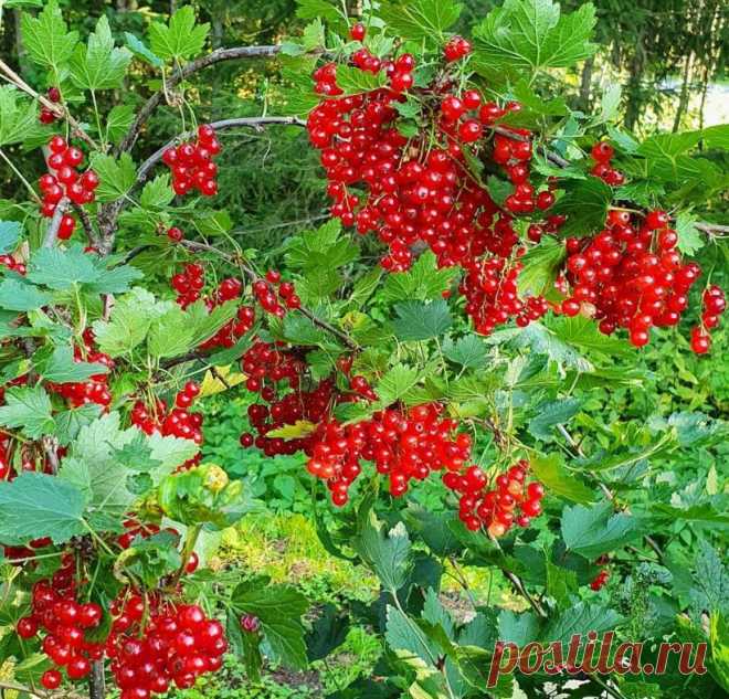 Дала старой смородине вторую жизнь, урожай раздаю родственникам
Мне достался потрясающий дачный участок с плодоносящими яблонями, сливами и грушей в прошлом году по наследству. Вот только кусты смородины были сильно запущены. Но я не отчаялась. Решила восстановить её к этому лету. Результат вышел ошеломительный! Такого урожая смородины я еще не видела нигде! Смородина на моем участке. Смородина на моем участке. Что я сделала […]
Читай пост далее на сайте. Жми ⏫ссылку выше