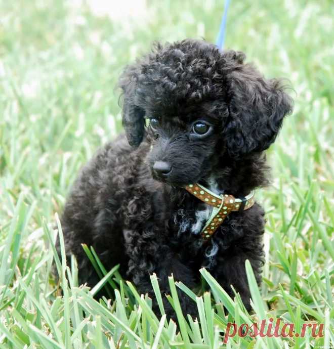 пудель картинки: 3 тыс изображений найдено в Яндекс.Картинках