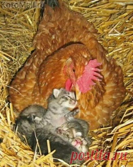 Чужих детей не бывает