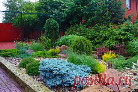 Низкие хвойные растения: виды и сорта, фото, использование в ландшафтном дизайне