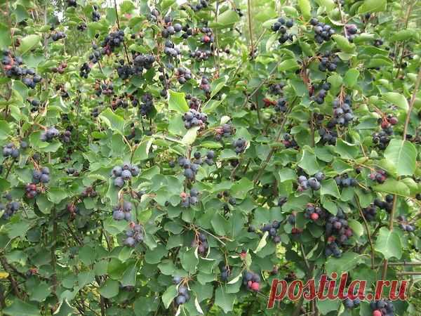 Ирга – кладезь ценных витаминов — 6 соток