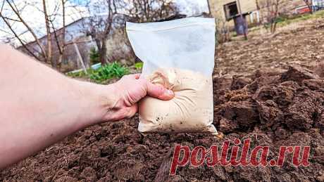 Земля станет как после тонны навоза! Раскидайте это удобрение после выкопки картофеля и других овощей. | Сад огород life | Дзен