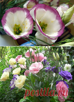 Эустома: выращивание в теплице, описание, особенности посадки, размножение, уход, видео