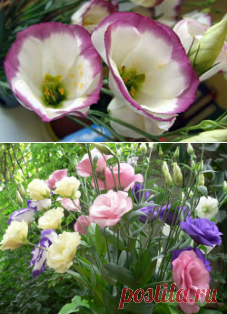 Эустома: выращивание в теплице, описание, особенности посадки, размножение, уход, видео