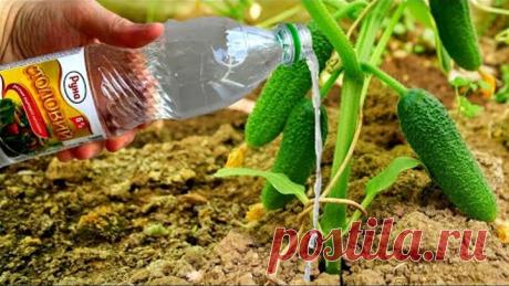 В АВГУСТЕ Дайте Огурцам Уксус и Будете Собирать Урожай ВЕДРАМИ ДО КОНЦА ОКТЯБРЯ!