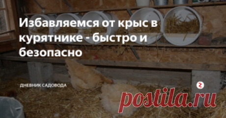 Избавляемся от крыс в курятнике - быстро и безопасно Если в курятники завелись крысы, то - это безусловно неприятное соседство, которое может нанести большой вред хозяйству.
По началу может показаться что крысы весьма опасные враги от которых невозможно избавиться, но на самом деле это не так, главное выбрать оптимальные методы борьбы, который в итоге и приведёт нас к победе. Способов по уничтожению крыс много и сейчас я расскажу о самых эффективных