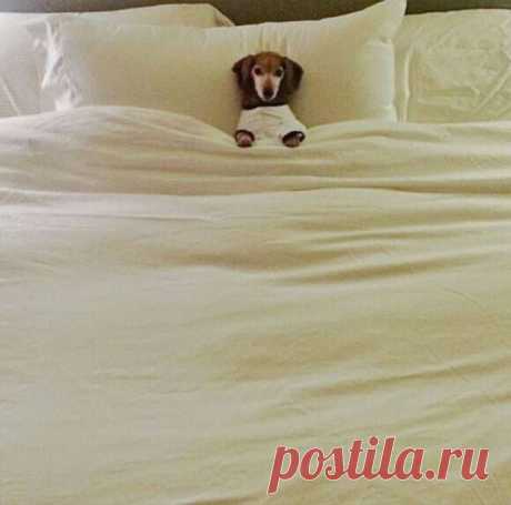 Четвероногие проказники: 20 фотографий забавных псов, которые не прочь пошалить