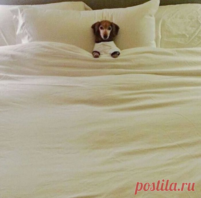 Четвероногие проказники: 20 фотографий забавных псов, которые не прочь пошалить