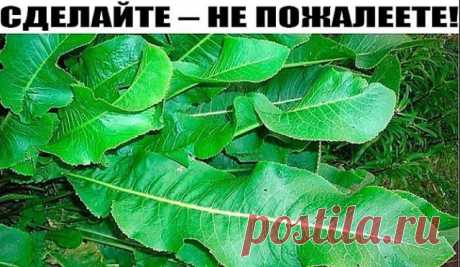 Лечебные свойства и рецепты из листьев хрена. 
Листья хрена вытянут соль. Растирка из листьев хрена помогла при болях в спине и суставах.