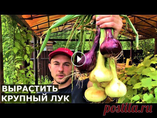 Крупный севок. Можно избежать стрелкования! Как вырастить крупный лук? Когда и как сажать севок? Помощь каналу, карта Сбербанка - 4276 3800 7513 3459 На канале: Наталья Сморчкова и другие авторы...