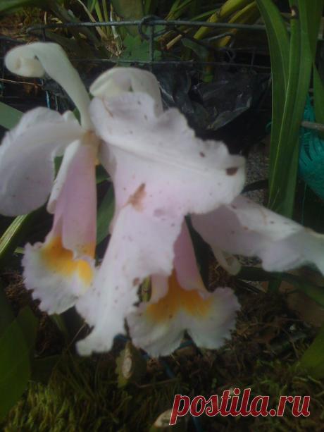 Orquidea de lalita y felix y sus cuidados