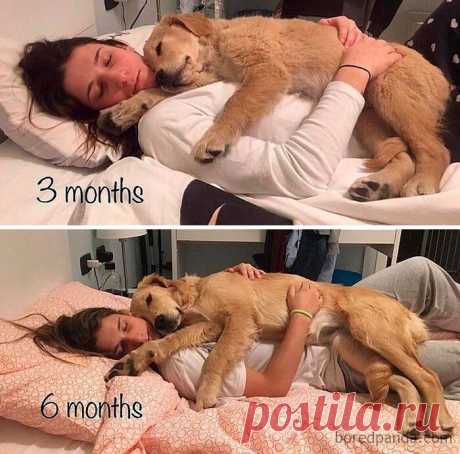 20 трогательных фотографий собак и их хозяев в начале дружбы и через много лет | Новый очаг | Дзен