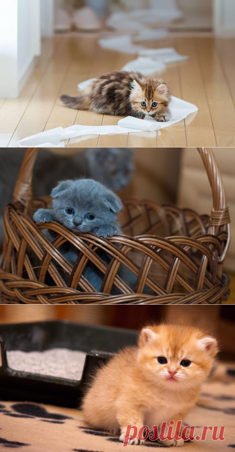 Котенок не ходит в туалет по большому: причина | почему и что делать