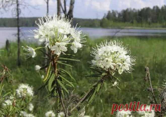 В статье рассказывается про растения и сорняки, которые не любят мыши и которые их отпугивают. Мыши не переносят полынь, ромашку и пижму обыкновенную, а ещё