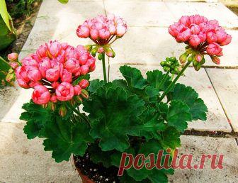 Герань (пеларгония) тюльпановидная: