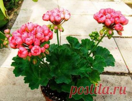 Герань (пеларгония) тюльпановидная: