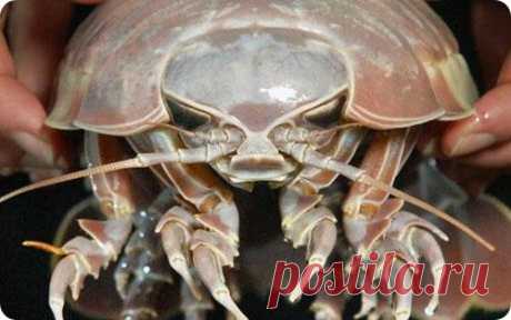 Редкие и удивительные животные планеты Земля | Блог Невидимки. ИЗОПОД - гигантская мокрица