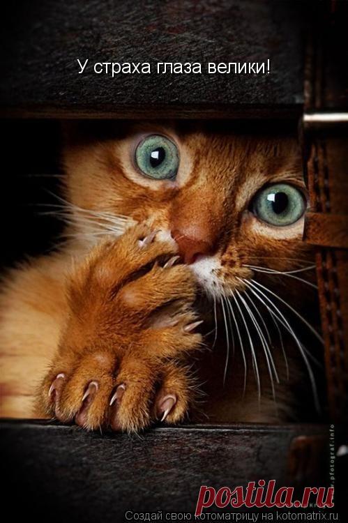 Самая свежая и смешная подборка котоюмора