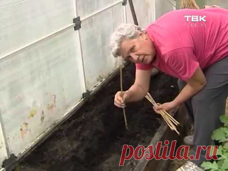 Советы тети Тани Тепличные томаты - Рецепты