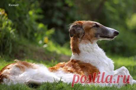 Благородство аристократа