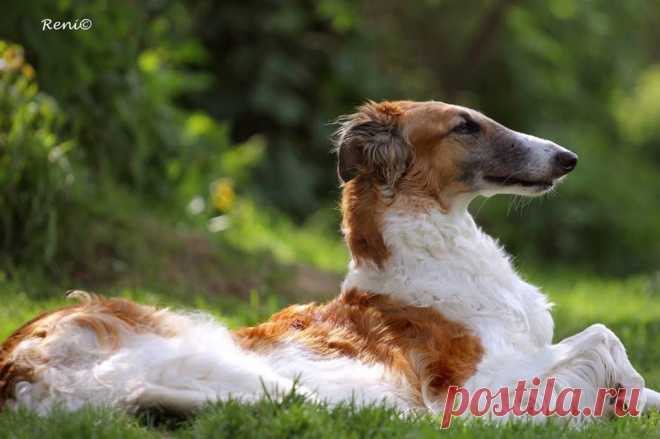 Благородство аристократа