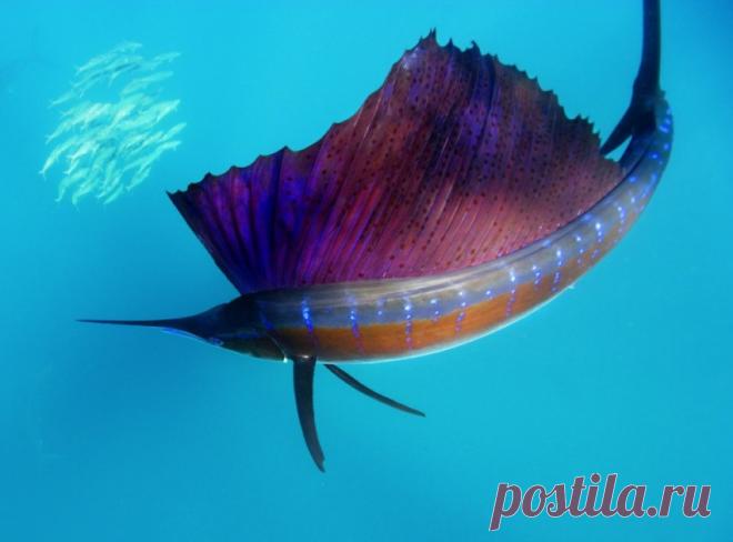 Паруса-убийцы — National Geographic Россия