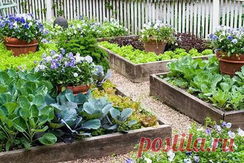 Натуральные органические удобрения для дачного участка, виды и преимущества использования, видео Внесение в почву натуральных органических удобрений поможет улучшить ее структуру и получить хороший урожай. Рекомендации по подбору состава и изготовлению удобрений своими руками.