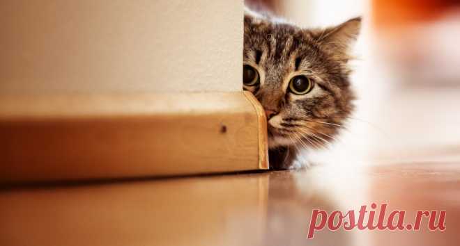 Чем отделать стены от кошачьих когтей - покрытие стен от Castorama