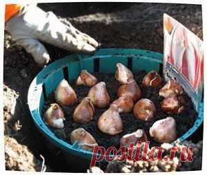 Посадки под зиму цветов | НА ЗАВАЛИНКЕ