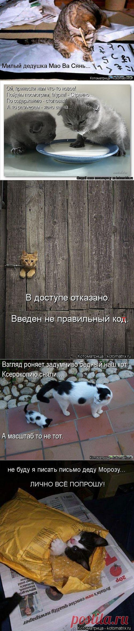 (+1) - Новые прелестные котоматрицы | Четвероногий юмор