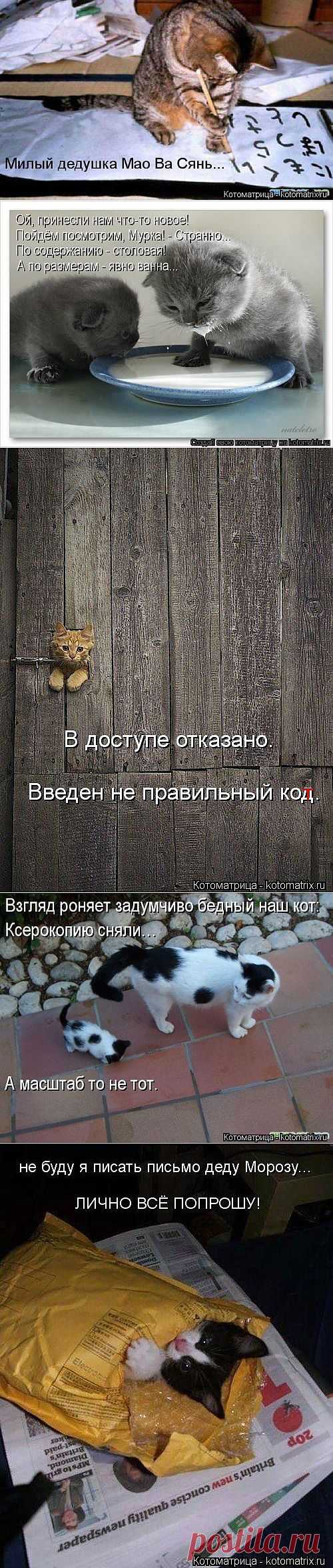 (+1) - Новые прелестные котоматрицы | Четвероногий юмор