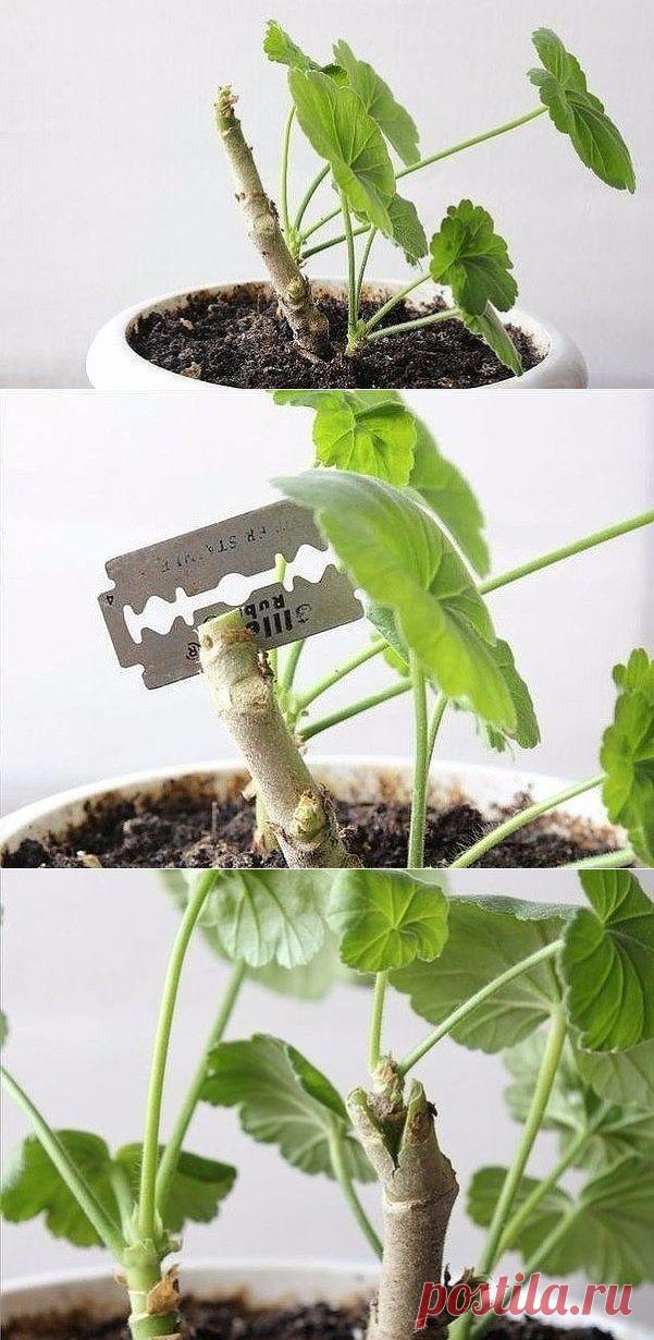 Новое о пеларгонии