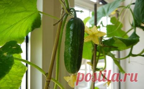 Интересная статья расскажет вам все о выращивании огурцов на подоконнике, а так же вы найдете полезные советы как выбирать сорта, как сеять семена на рассаду и как ухаживать за растением.