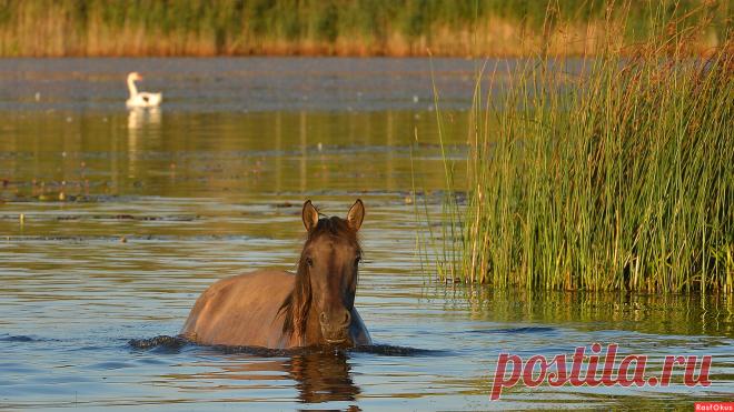 Фото: Водопой .... Фотограф любитель Maxxx©. Фото животных. Фотосайт Расфокус.ру