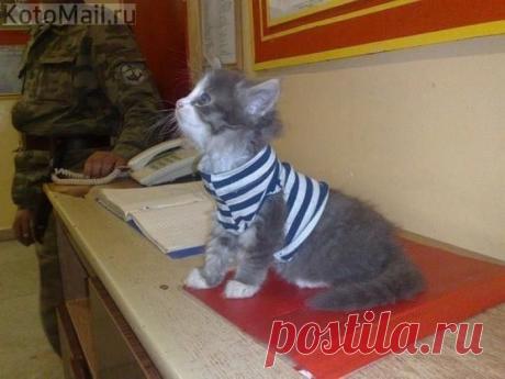 Присягу принял? | KotoMail.ru