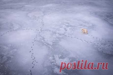 А мы уйдем на север... Россия провела две масштабные исследовательские экспедиции | Я так вижу