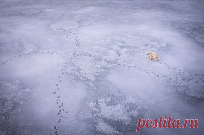 А мы уйдем на север... Россия провела две масштабные исследовательские экспедиции | Я так вижу