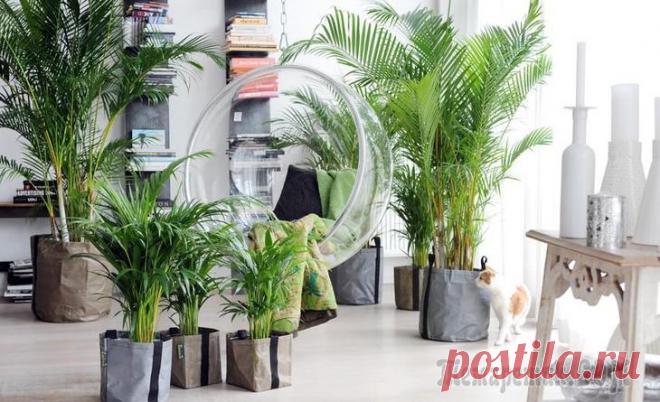11 растений, очищающих воздух в квартире Комнатные растения приносят немного летнего настроения в дом, что особенно актуально сейчас, в самом разгаре зимы. Растения не только добавляют уюта и красоты, но и очищают воздух в квартире. Как оказ...