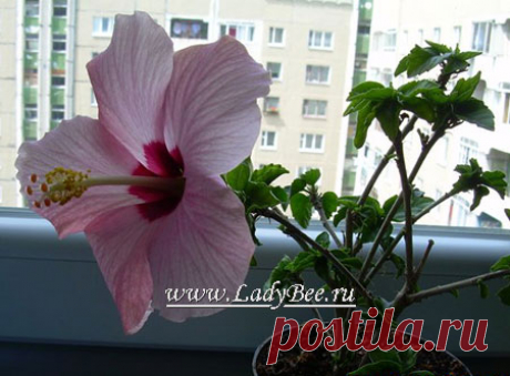Гибискус или Хибискус (Hibiscus) | садовое растение