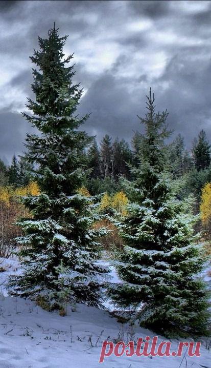 легенда о дереве