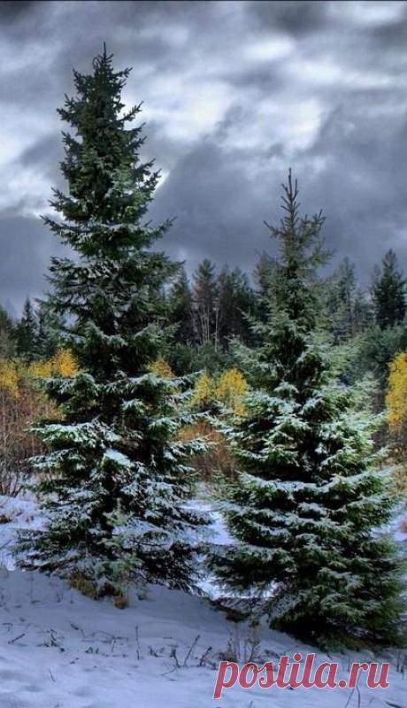 легенда о дереве.