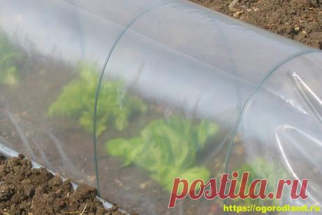 Современные плёнки для теплиц. Характеристики, выбор, сварка