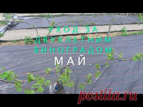 Уход за виноградом на второй год после посадки. Май. Нормировка побегов