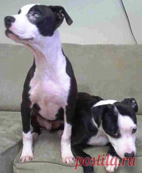 Любовь слепа - эти два щенка неразлучны.