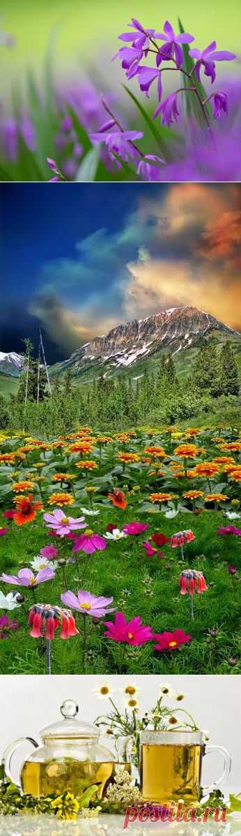 5 САМЫХ ЖЕНСКИХ ТРАВ

1. Календула.
Оказывает бактерицидное, противовоспалительное, дезинфицирующее действие. Эффективно действует при эрозии шейки матки, молочнице.
Используем цветы, листья.
* 30 г цветков календулы залить 200 мл кипятка, настоять 30 мин.
Пить теплым по 1/3 стакана 2-3 раза в день.