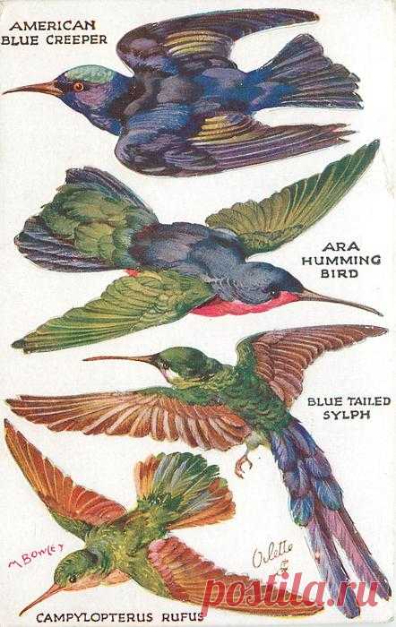 AMERICAN BLUE CREEPER, ARA HUMMING BIRD, BLUE TAILED SYLPH, CAMPYLOPTERUS RUFUS - TuckDB Postcards